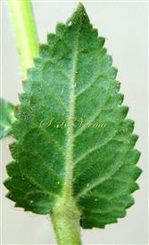   A Leaf (Abaxial view)